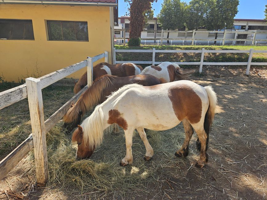 Shetland Ponys für Kinder