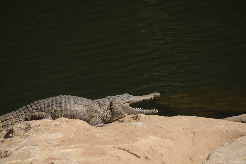 Freshwater Crocodile