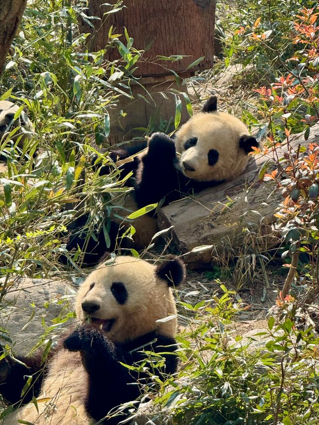 Part 2: Xi'an and Chengdu 🐼