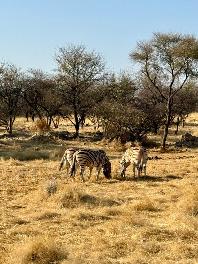 Namibia 2k25 🦓🏜️🐘