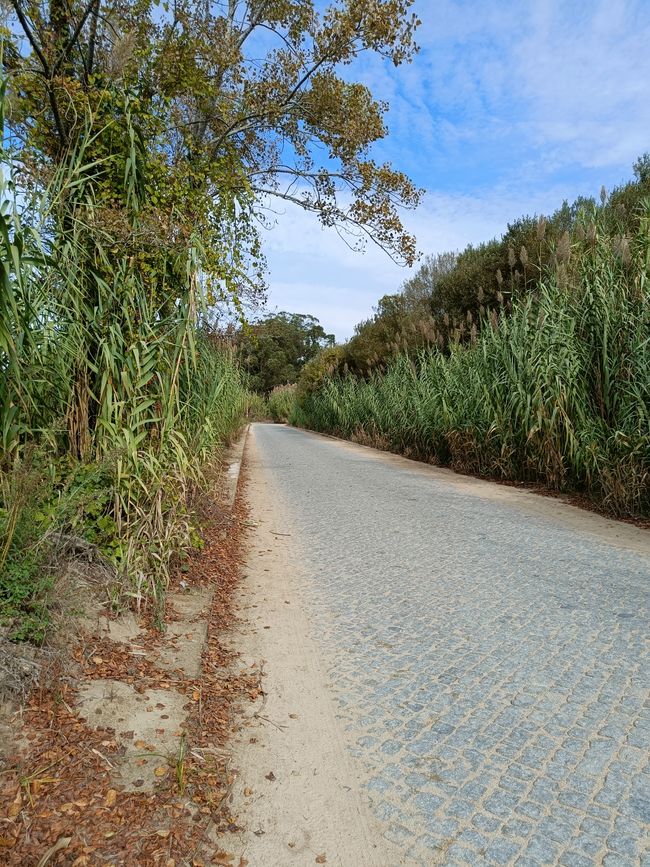 Cobbled path