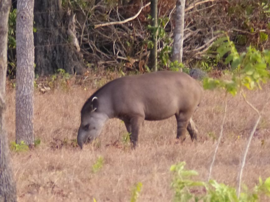 Brasil, Refugio cerca de Coxim