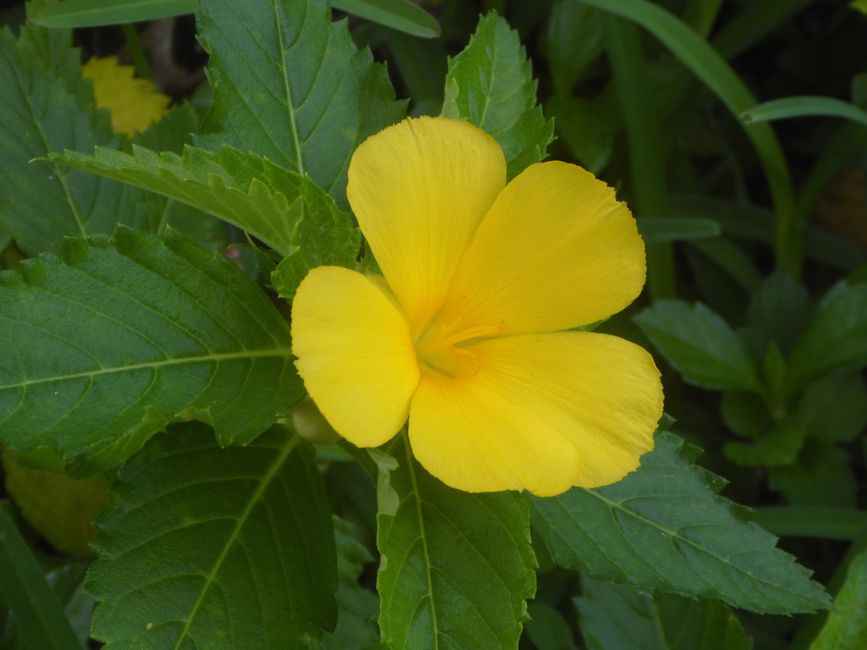 2025-04-23 Tahiti und Huahine