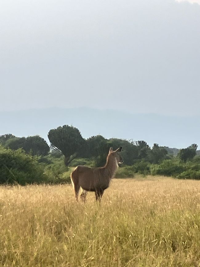 Queen Elizabeth Nationalpark