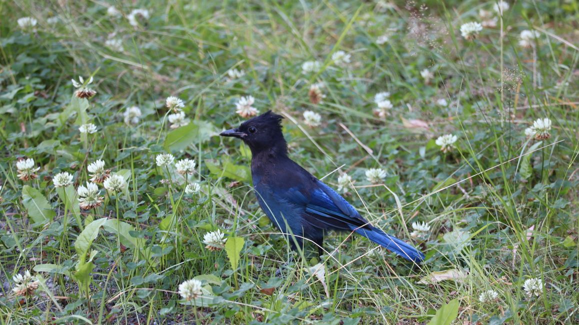 Stellar Jay