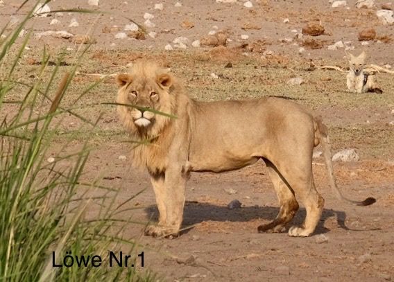 Etosha - Día de los Gatos