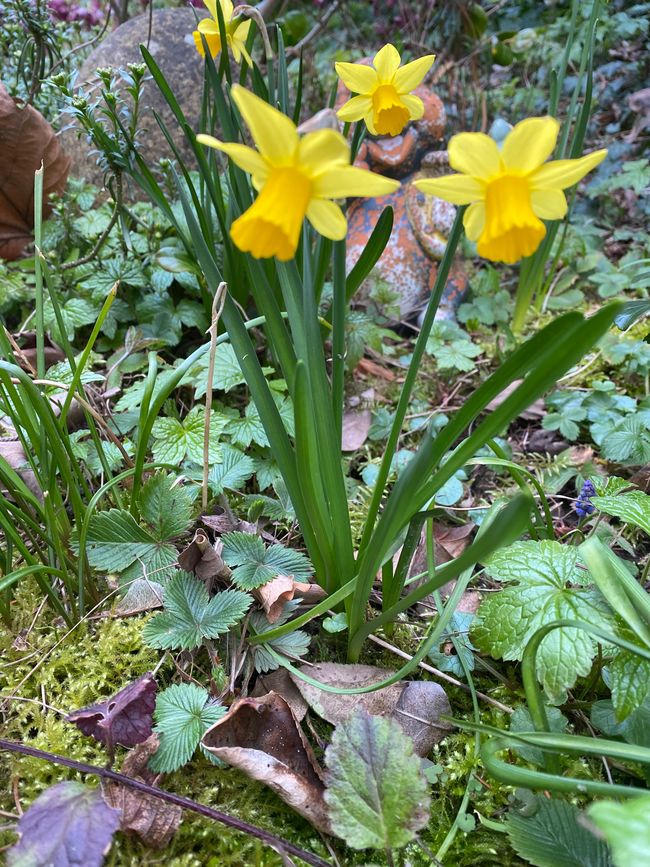 Daheim blühen schon Blumen