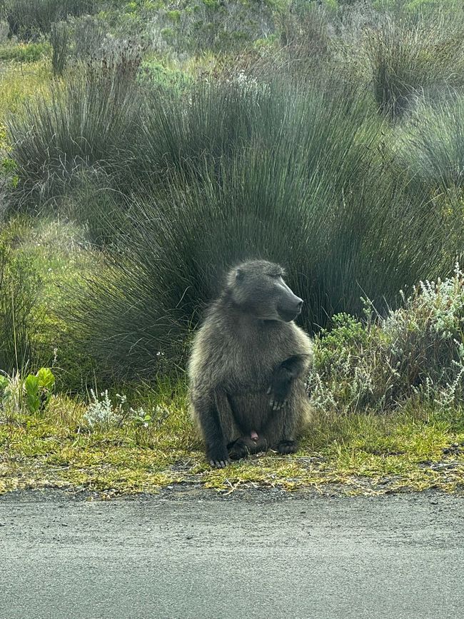 #5 - Cape Town - At the Cape of Good Hope