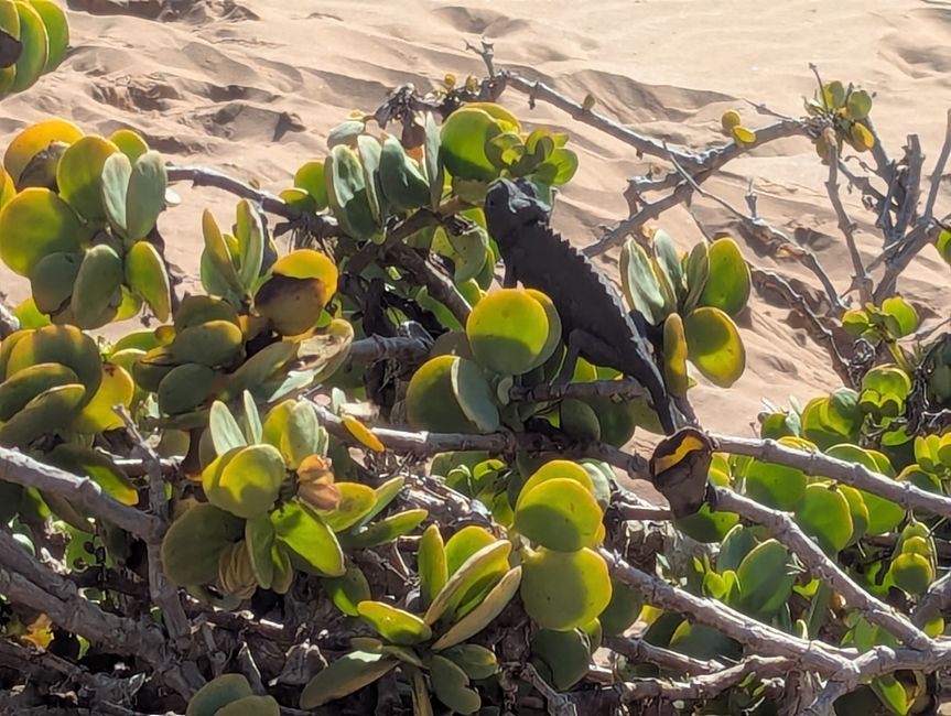 Tour nel deserto Swakopmund