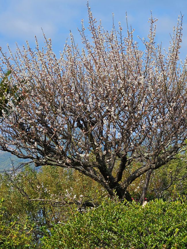 80.Tag Nagasaki, Japón 12.02.2026