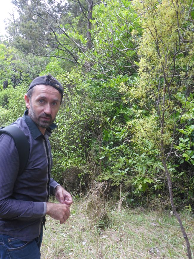 Zurück durch den alten Wald