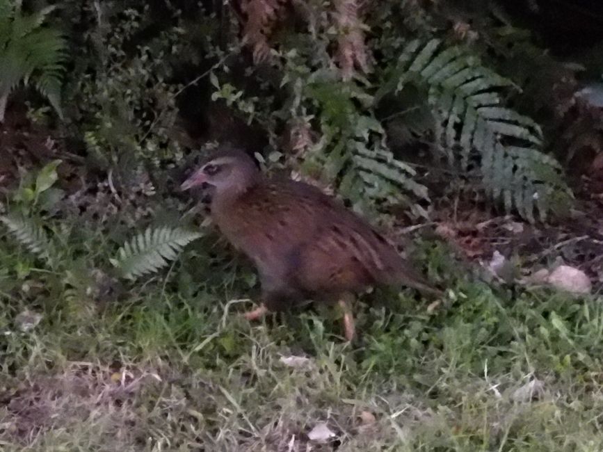 Weka