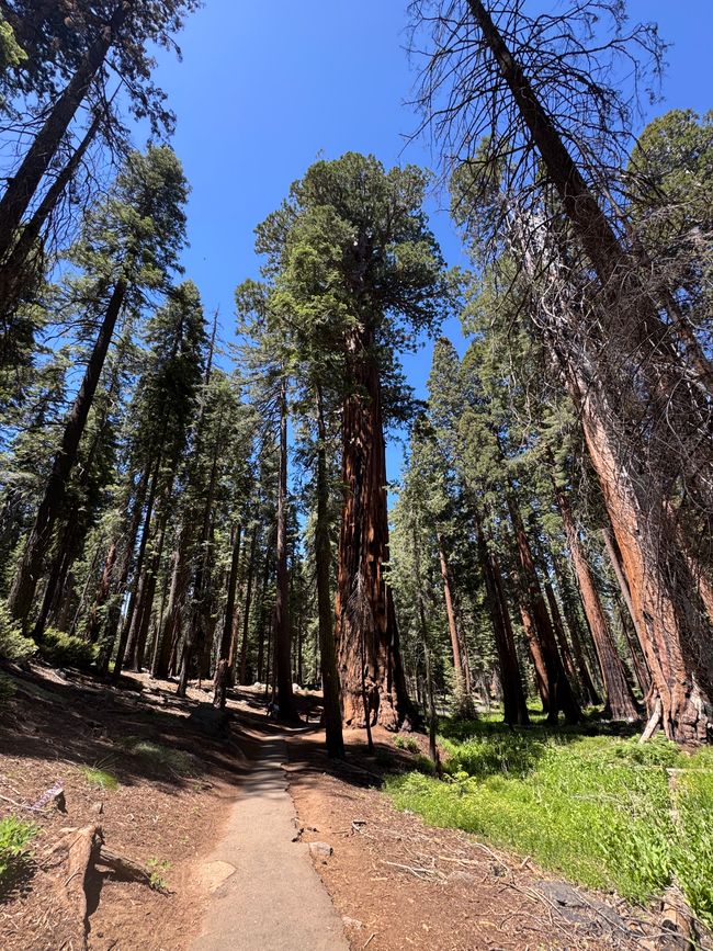 Sequoia National Park