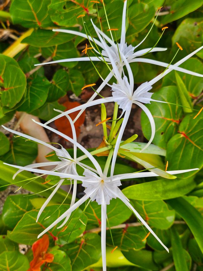 Tulum, Coba and Cenote