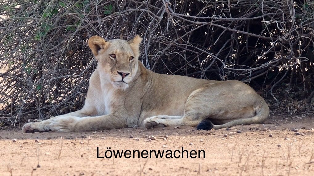 Parque Nacional Chobe