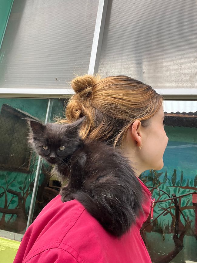 Die Babykatze im Projekt 