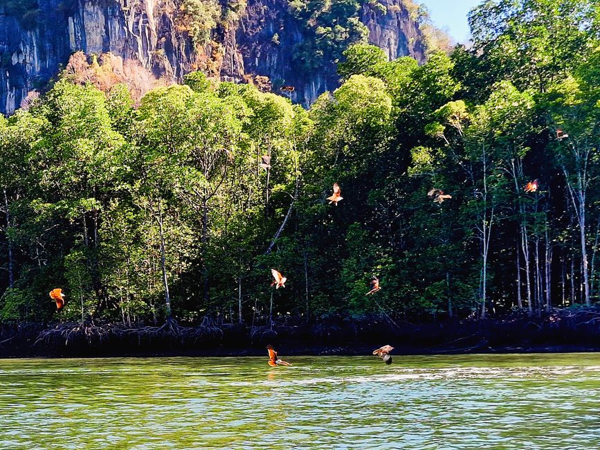 Kilim Forest Park