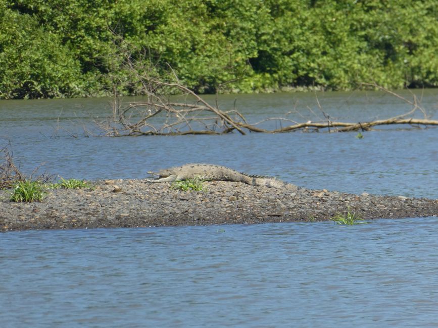 Crocodile in Tarcoles