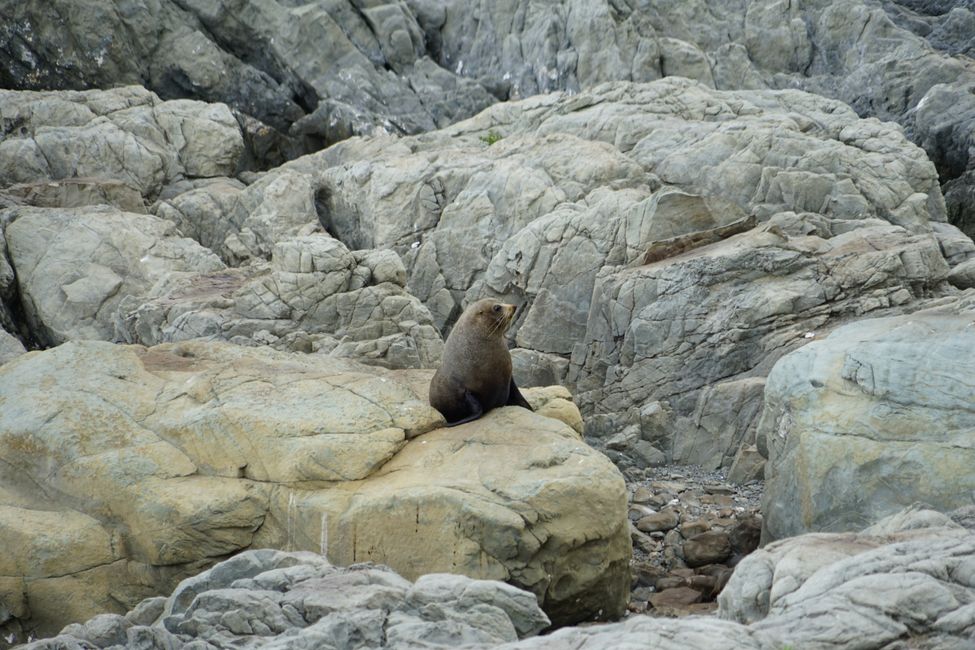 Christchurch - Ohau Point - Blenheim