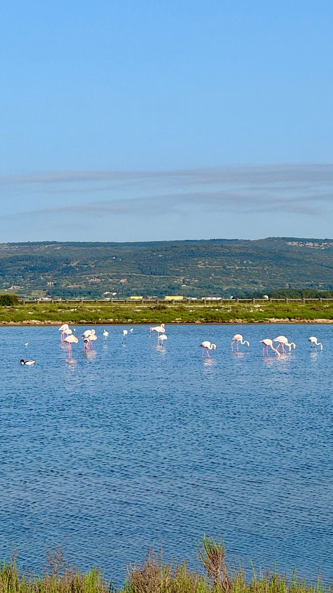 Flamingos 