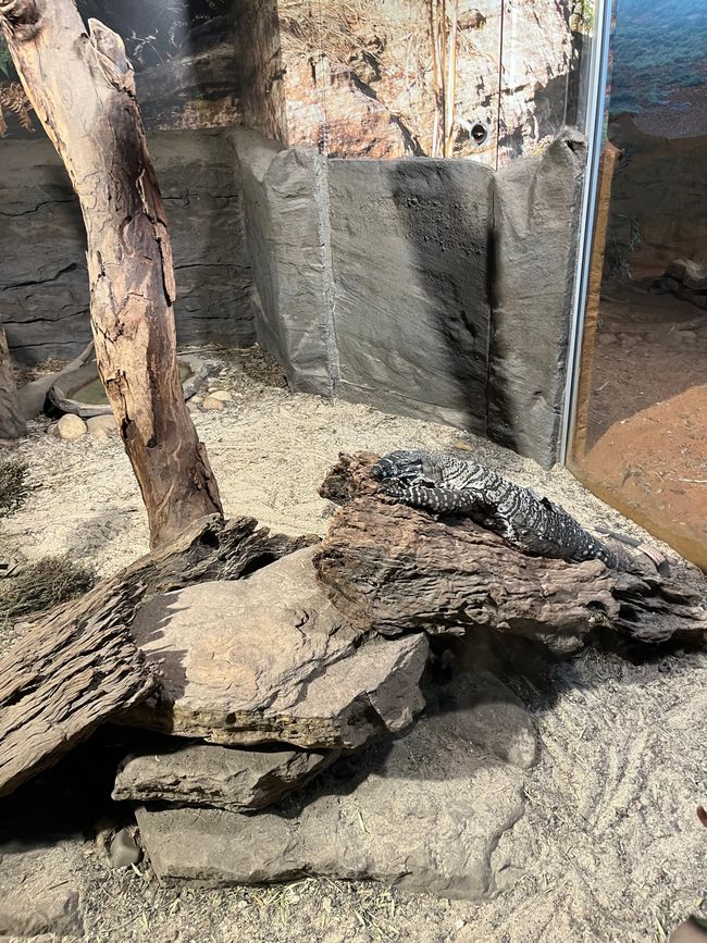 Kannst du die Schlange sehen ?