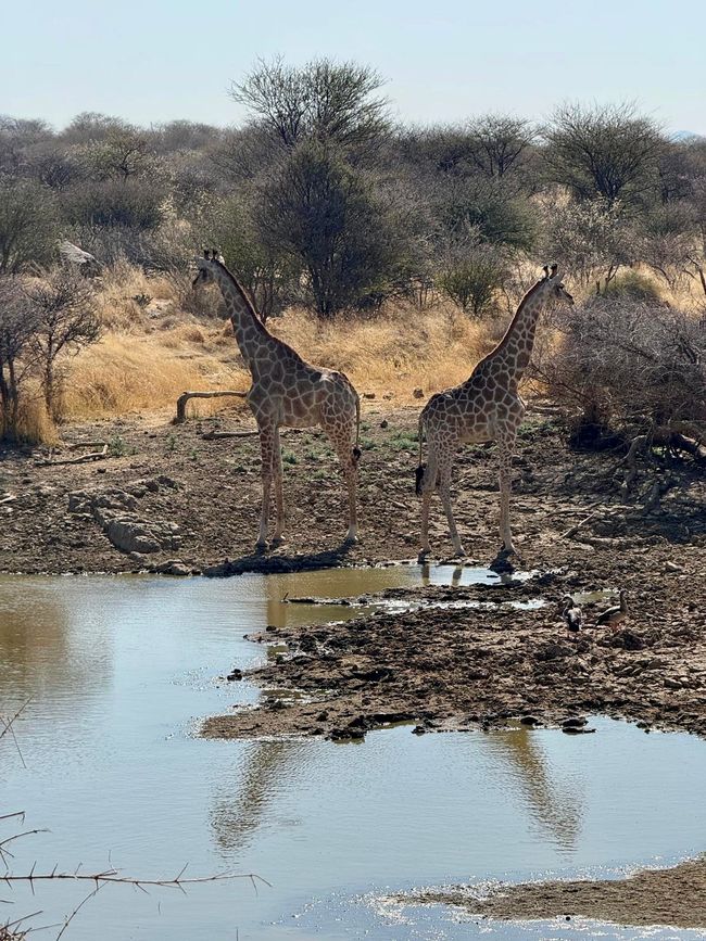Namibia 2k25 🦓🏜️🐘