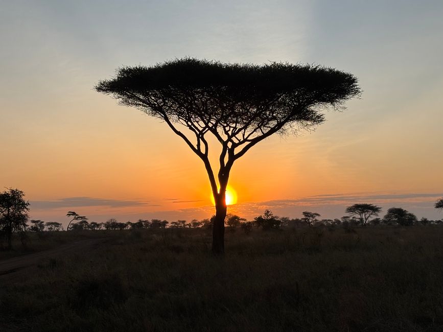 Serengeti Partie 2 - L'armée des gnous traverse la rivière Mara