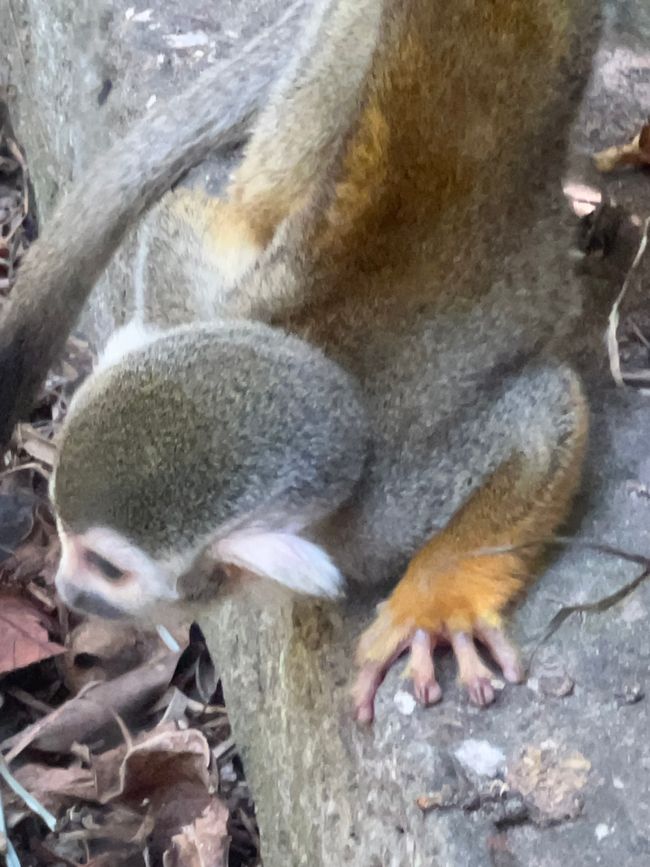 Tag 16 - Phu Quoc: Tierische Higloghts und glitzerndes Einhorn
