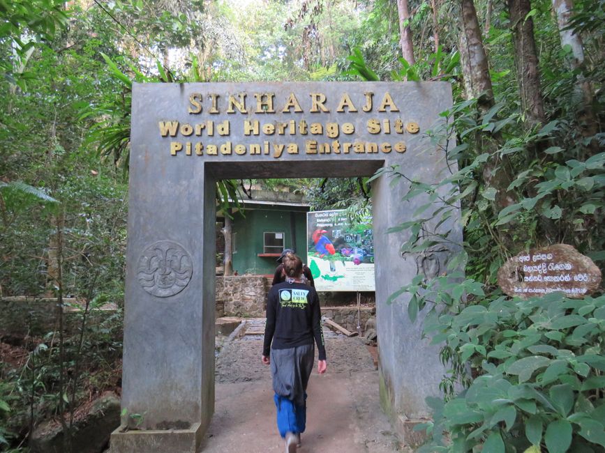 Sinharaja - l'ultima foresta pluviale dello Sri Lanka