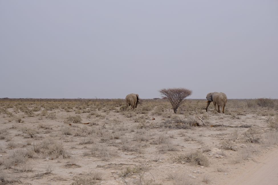 Etosha National Park 🐘🦒