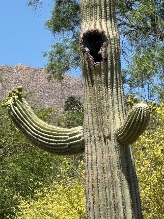 Cactuses de órgano