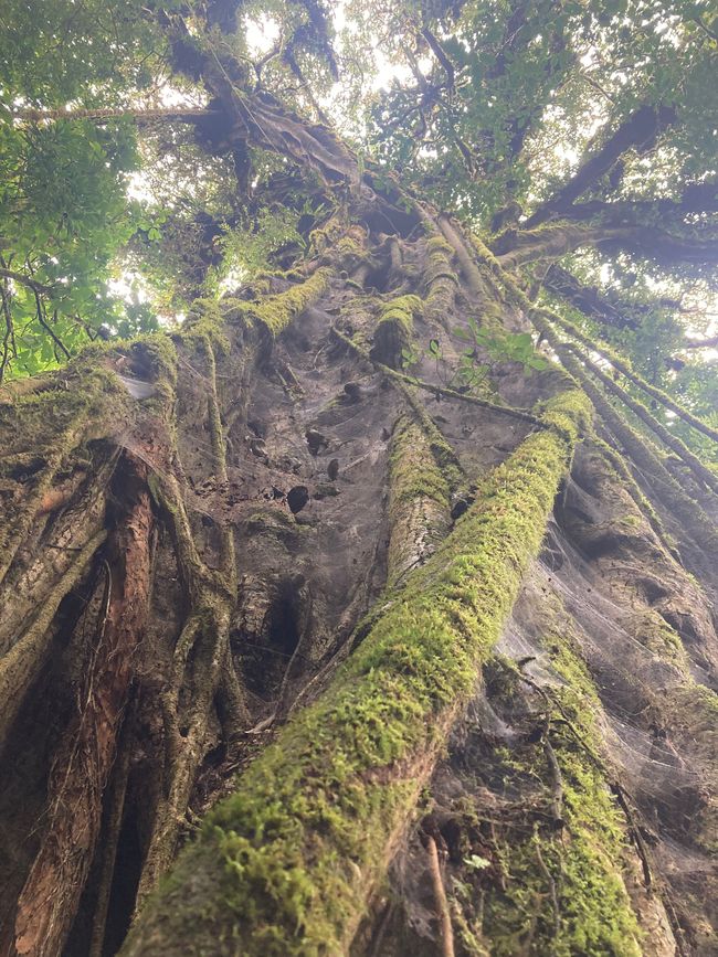 Monteverde