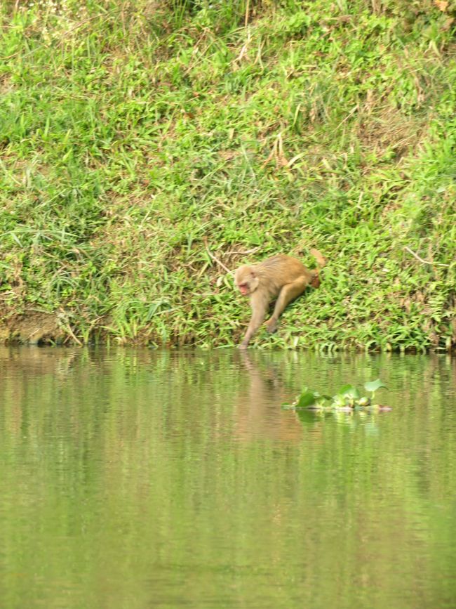 A rhesus monkey drinking.
