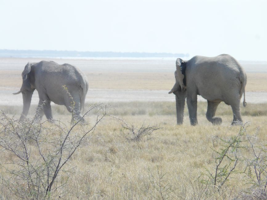 Etosha - or the Birthday Shock