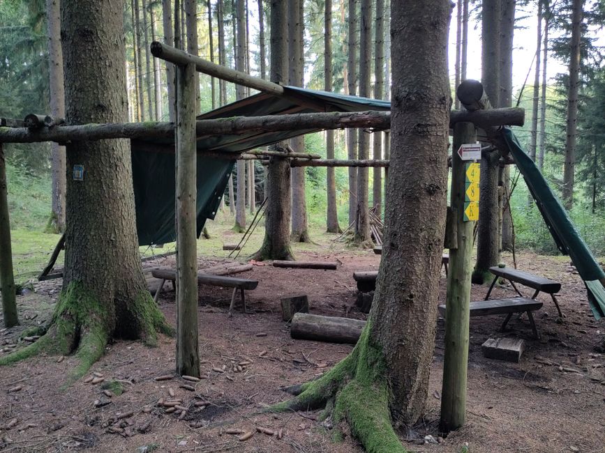 Sleeping spot in the middle of the forest