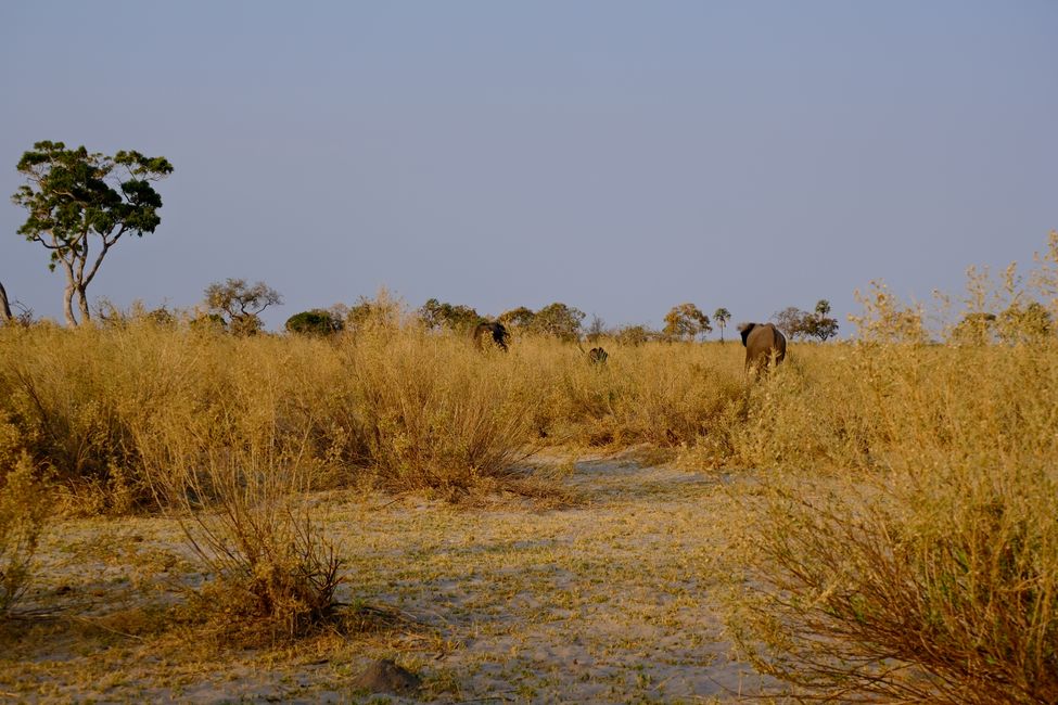 Delta del Okavango 🇧🇼