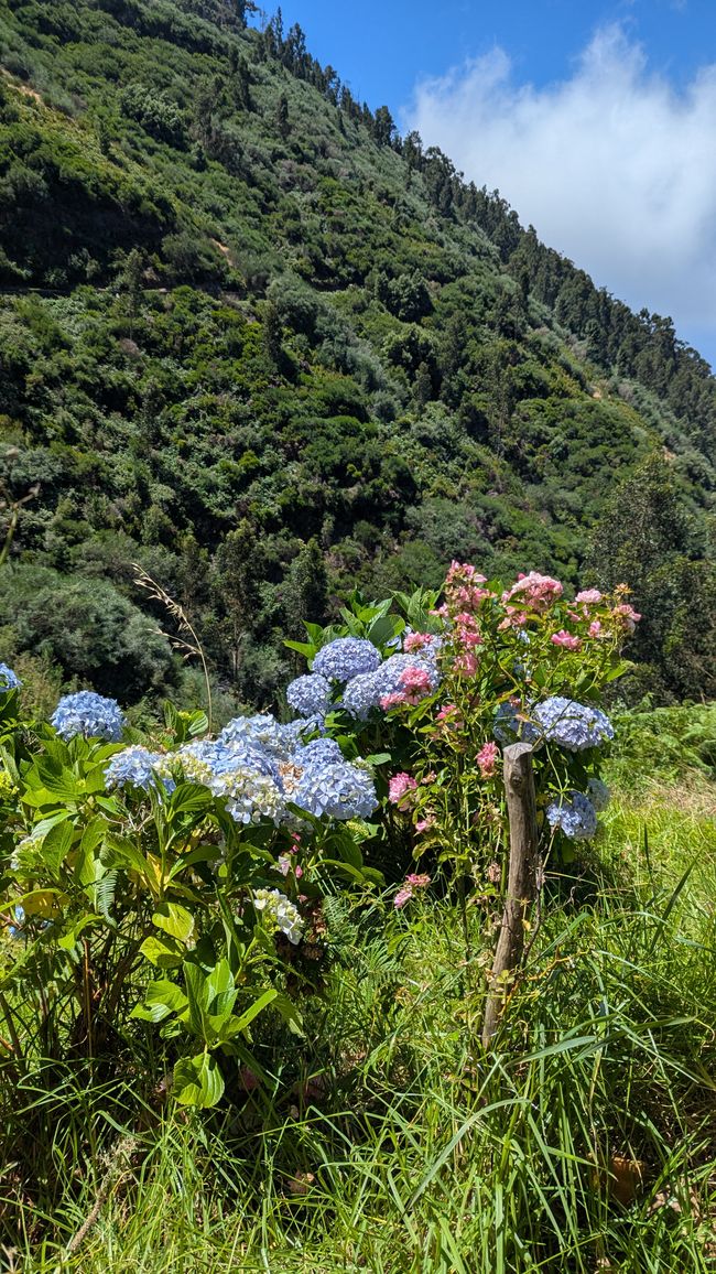 Tag 10: Levada das 25 Fontes und Risco & Feenwald