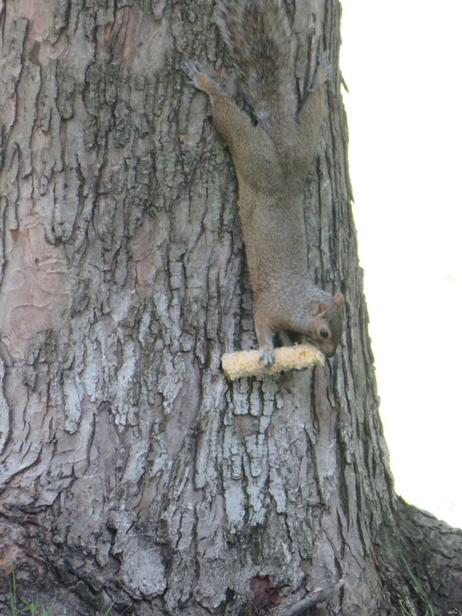 Gray squirrel