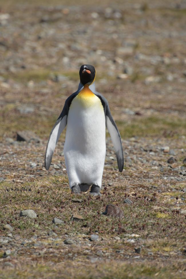 Königspinguin / King penguin