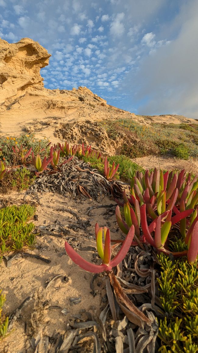 Tag 2: Inseltour auf Porto Santo