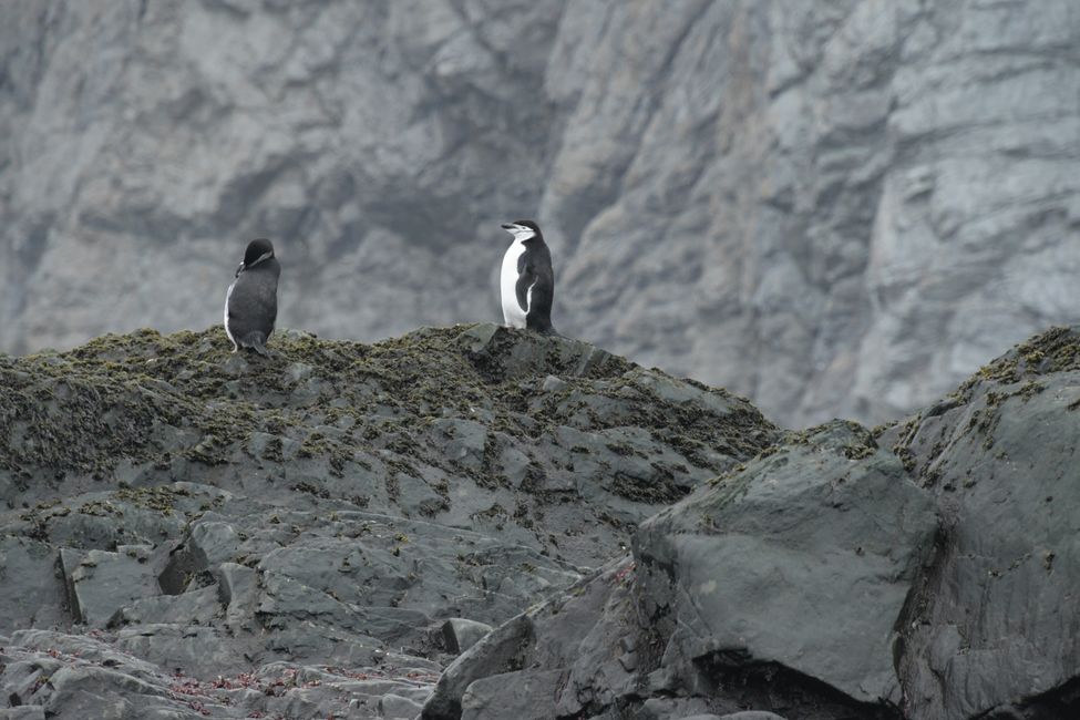 Zügelpinguine / Chinstrap penguins