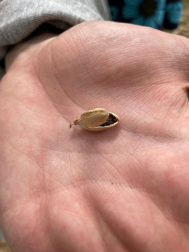 Cardamom in the pod