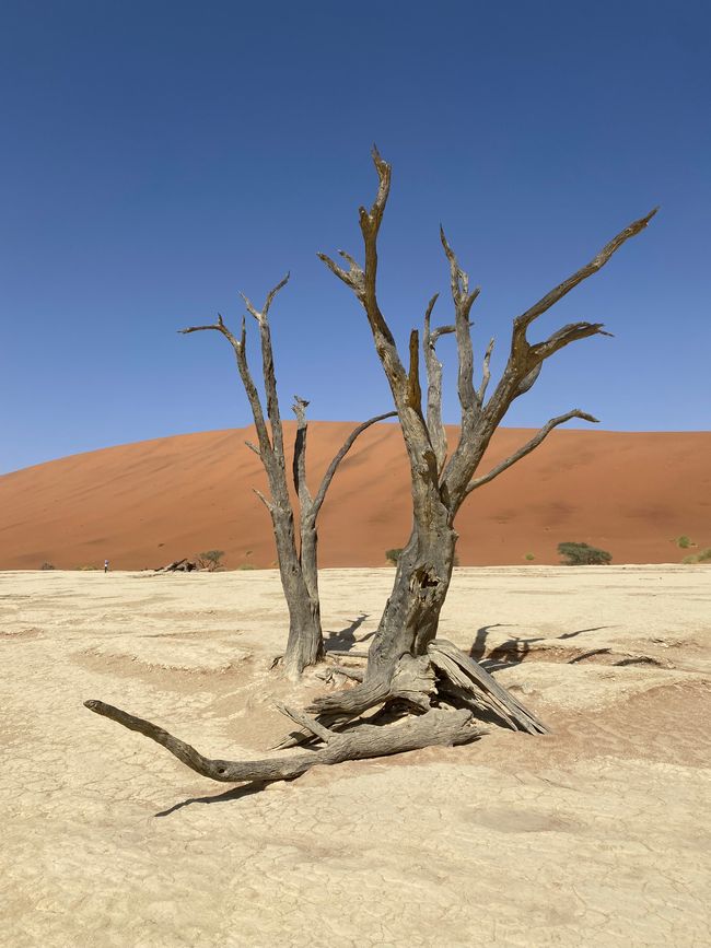 Desierto de Namibia 🏜️