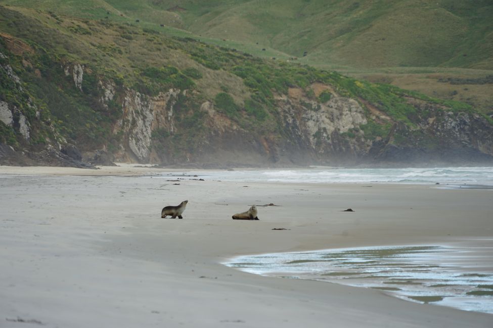 Timaru - Oamaru - Moeraki - Dunedin - Otago Peninsula - Oamaru
