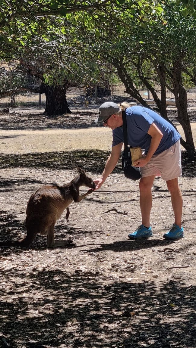 Wiedersehen in Adelaide, 11. und 12.01.25