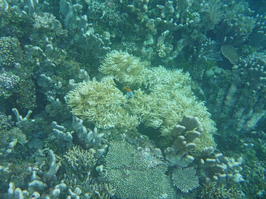 Waiag, Raja Ampat, Indonesia