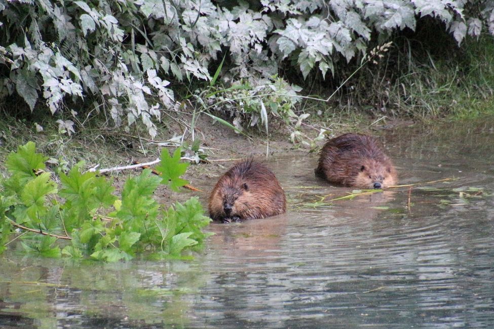 Tag 15: Stewart/Hyder - Grizzlies & (k)ein Salmon Glacier