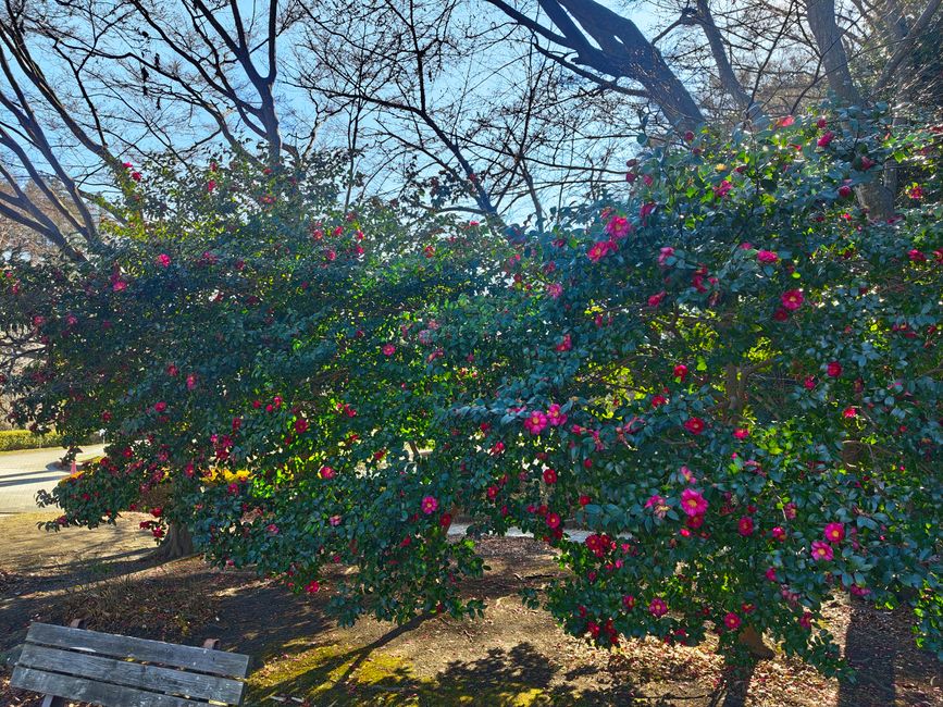 Blüten mitten im Winter