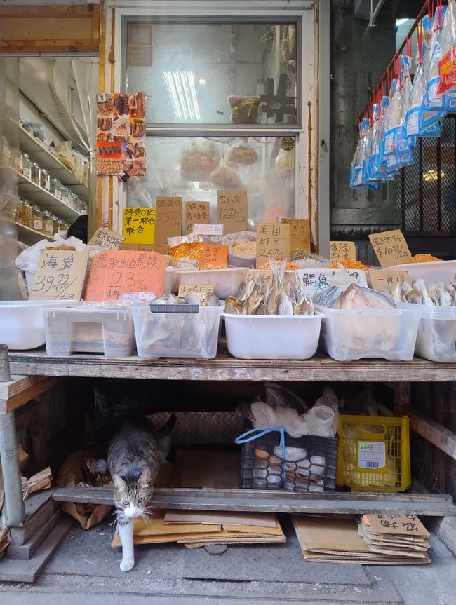 Cat in Chinatown 