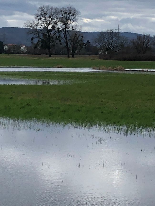 Überschwemmte Wiese mit Schwarzwald in der Ferne